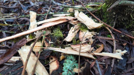 A pile of small gnawed pieces of wood.