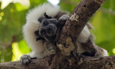 A monkey with a shock of white fur on its head peeks around a branch.