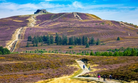 Walkers heading up heather-covered slope