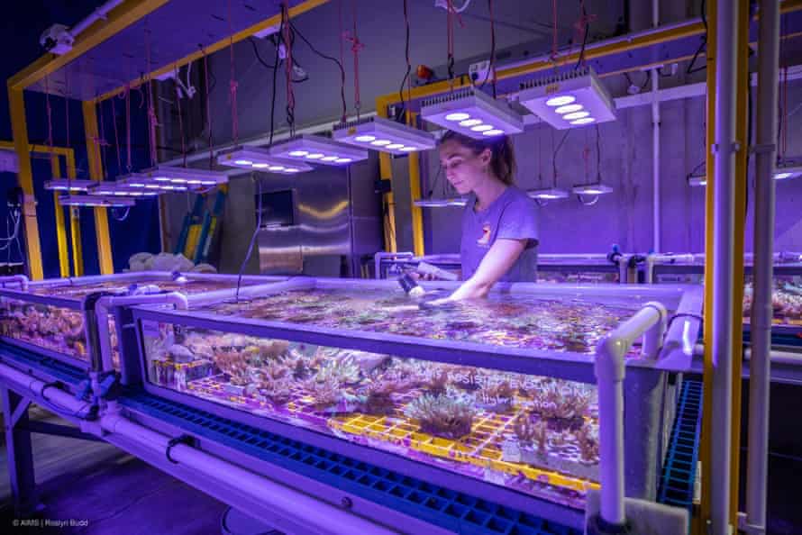 A researcher at the Australian Institute of Marine Science coral spawning facility