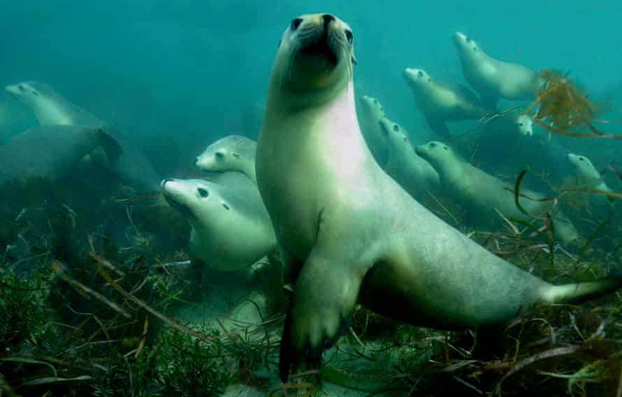 Australian sea lions, Hopkins Island, South Australia