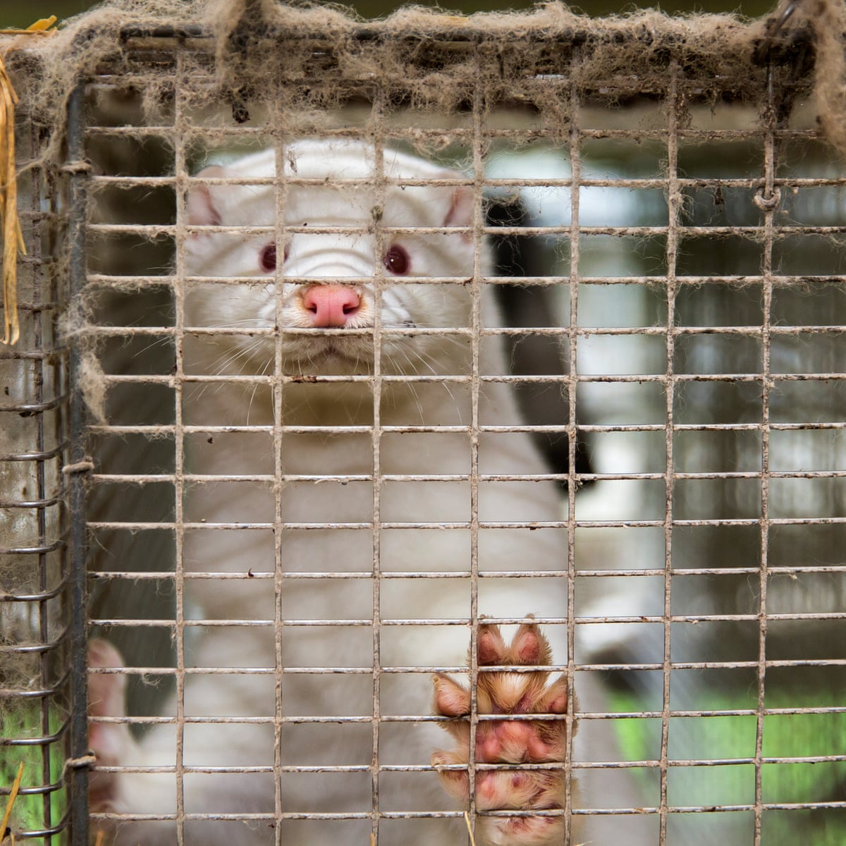 Culled mink rise from the dead to Denmark's horror | Denmark | The Guardian