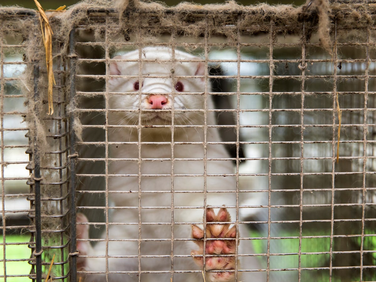 Culled Mink Rise From The Dead To Denmark S Horror Denmark The Guardian