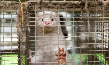 A mink in a cage