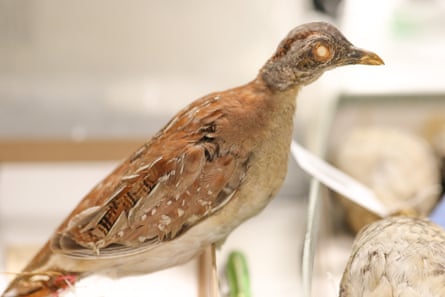 إحدى عينات المتحف من طيور السمان ذات الصدر المصقول التي جمعها ويليام ماكلينان خلال رحلته الاستكشافية في 1921-1922.