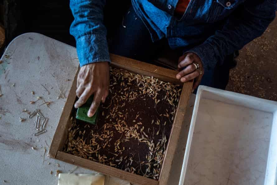 Once the grains are cleaned they can be analyzed by the scientists.