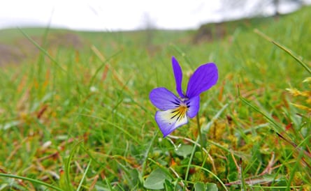 The mountain pansy in grassland around Weardale’s old lead mines.
