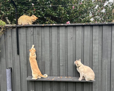 Cats living in a back yard enclosure encounter a cat outside the enclosure