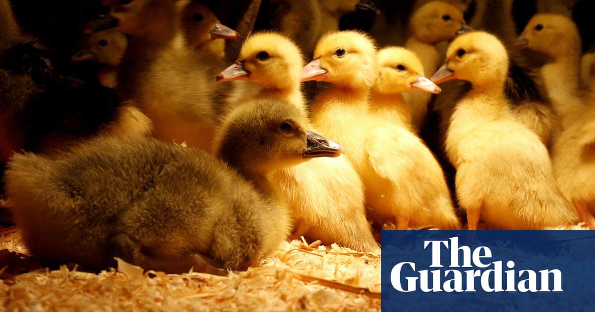Pledge to ban fur and foie gras imports could be dropped after cabinet revolt | Animal welfare | The Guardian