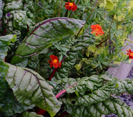 Swiss chard ‘Charlotte’ with tagetes.
