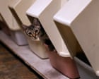 Are you cleaning your cat litter box correctly?