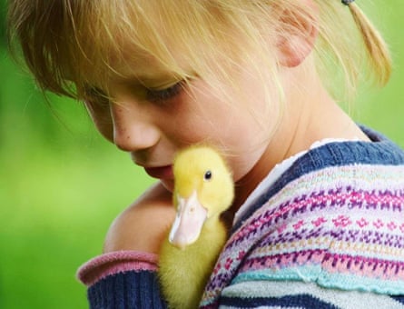 A young girl pets a chick at Baylham House Rare Breeds Farm, Ipswich