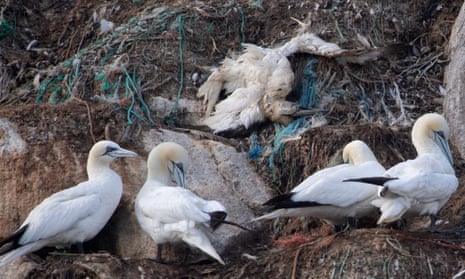 Northern gannets rest next to a dead seabird on Rouzic Island in Brittany, western France, on 15 September 2022
