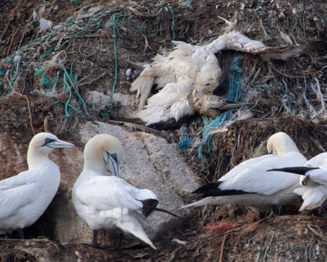Northern gannets rest next to a dead seabird on Rouzic Island in Brittany, western France, on 15 September 2022