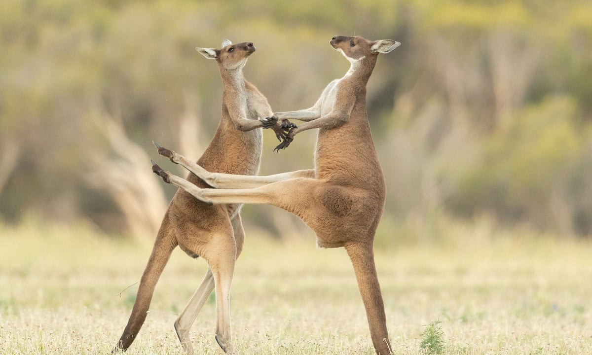 They will get you in a headlock': Australians warned off pet kangaroos  after second death in 100 years | Wildlife | The Guardian