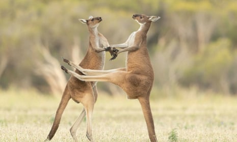 Western greys fighting in Perth, Western Australia.