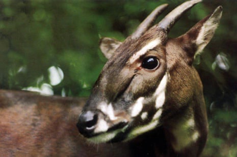 This image of a captive saola was taken in Vietnam in 1993