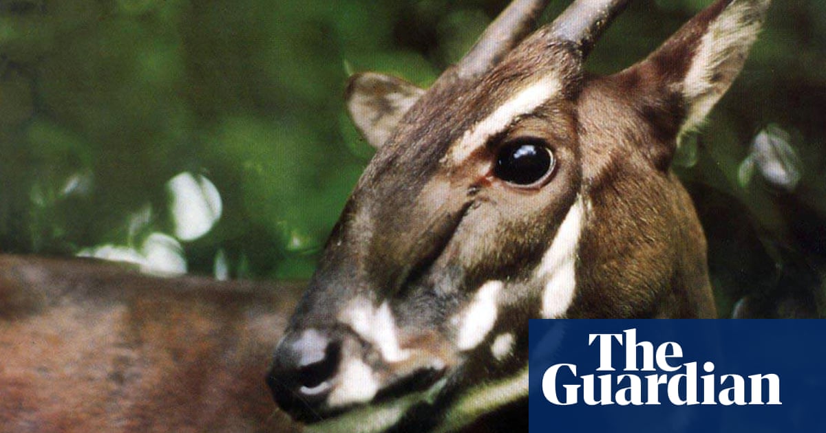 Scientists step up hunt for ‘Asian unicorn’, one of world’s rarest animals