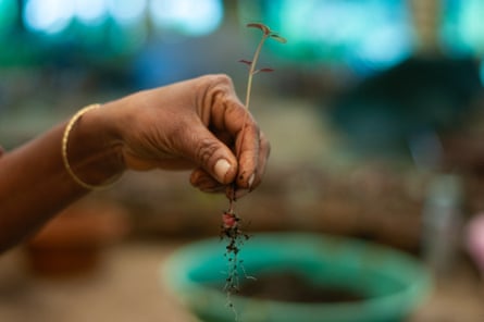 A hand holds a sapling