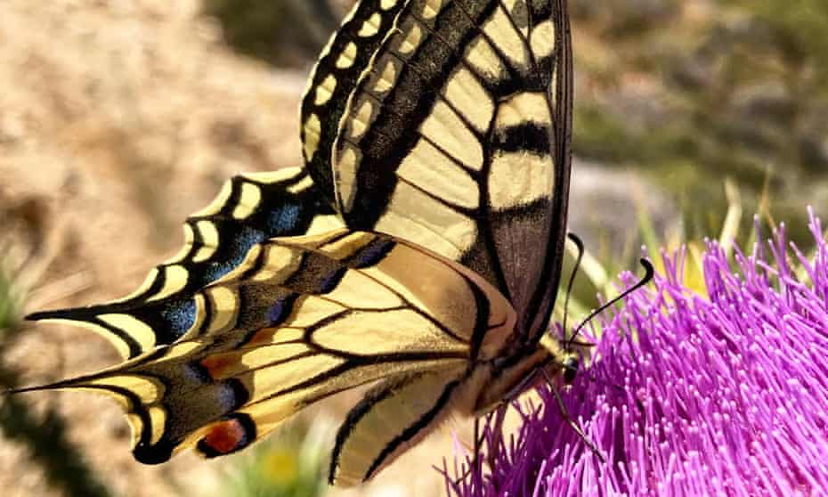 Fluttering by: a butterfly pauses on a tall thistle on the island of Serifos.