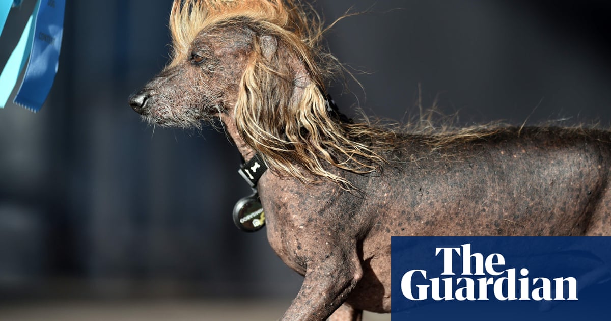 Meet Martha - officially the world's ugliest dog News UK Video News Sky News