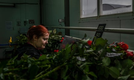 Once flowers are fully grown they are picked and sorted, March 2023