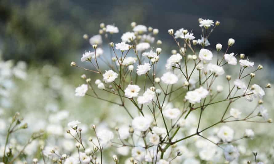 Baby S Breath From Floristry Fave To Trendsetter Gardening Advice The Guardian Baby S Breath From Floristry Fave To Trendsetter Gardening Advice The Guardian