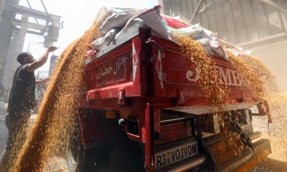 Wheat harvesting in Egypt. The world’s largest importer of grain has been forced by the war in Ukraine to rely on local harvests.