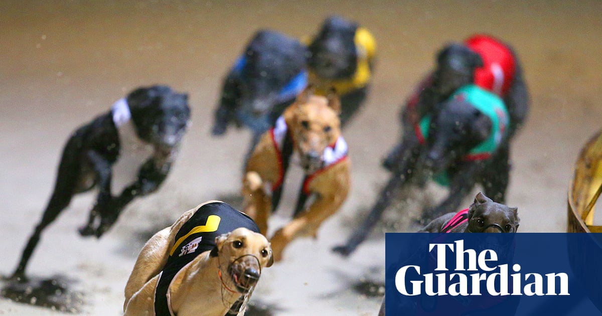 Retired greyhounds to continue to be rehomed overseas despite ‘distressing and sometimes fatal’ outcomes