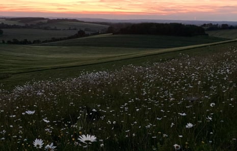 Sunset and oxeye daisies in Inkpen.