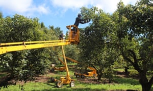 Te Puke avocado orchard, Bay of Plenty, which has been hit by a spate of thefts