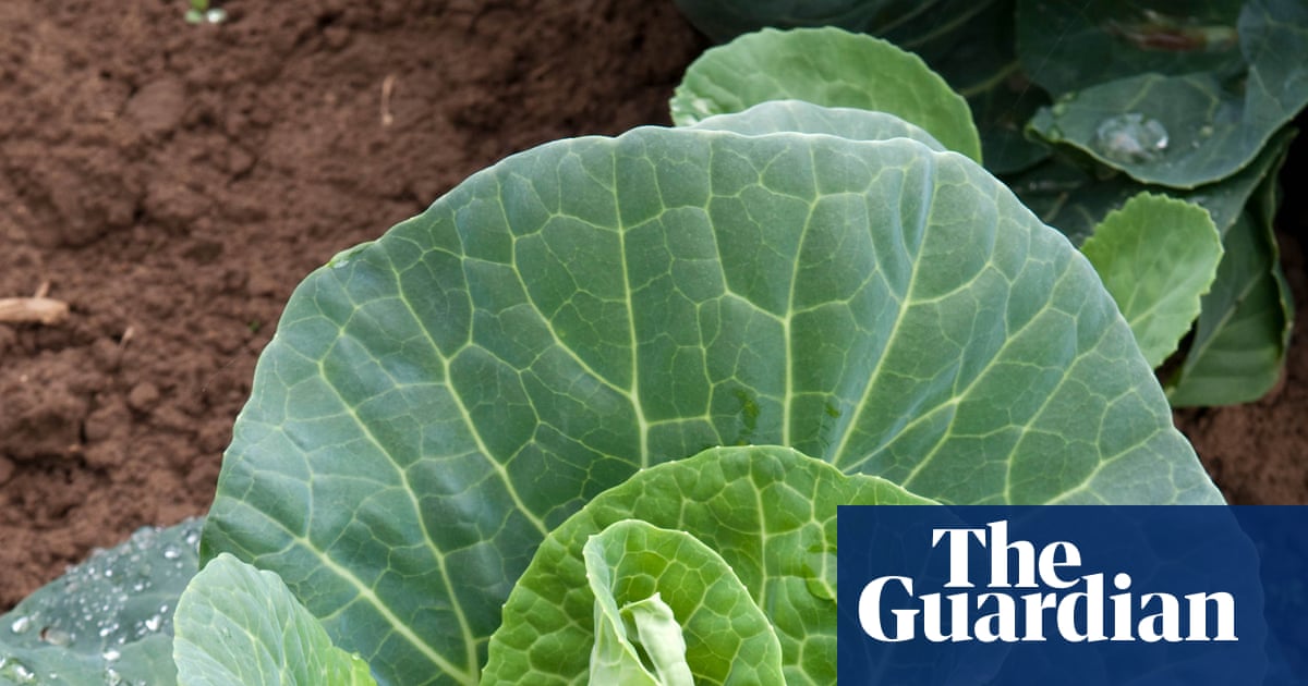Fancy fresh cabbages next spring? Then it’s time to get sowing
