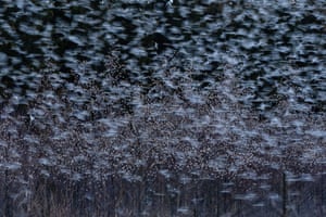 Vencedor da categoria Aves: Brambling Togetherness de Andreas Geh (Alemanha) Tentilhões da montanha (amoreiras) se reúnem em uma região chamada Hegau no Lago Constance, no sul da Floresta Negra, Alemanha 