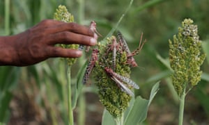 A farmer picks locusts from his sorghum crop in Jawaha village, Amhara, Ethiopia.