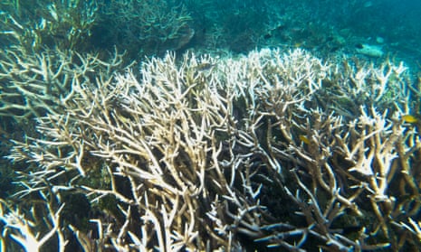 Bleached and dead staghorn coral off Heron Island, Australia in April 202.