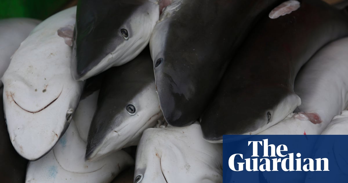 Third of shark and ray species face extinction, warns study