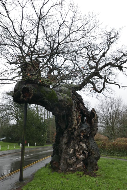 The Crouch oak in Surrey