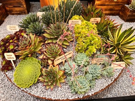 Circular display of succulents