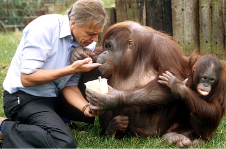 Old friends: David Attenborough with orangutans in 1982. 