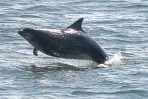 Um golfinho na costa de Tynemouth, North Tyneside, Reino Unido