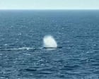 Rescuers release humpback whale that was stranded off German coast