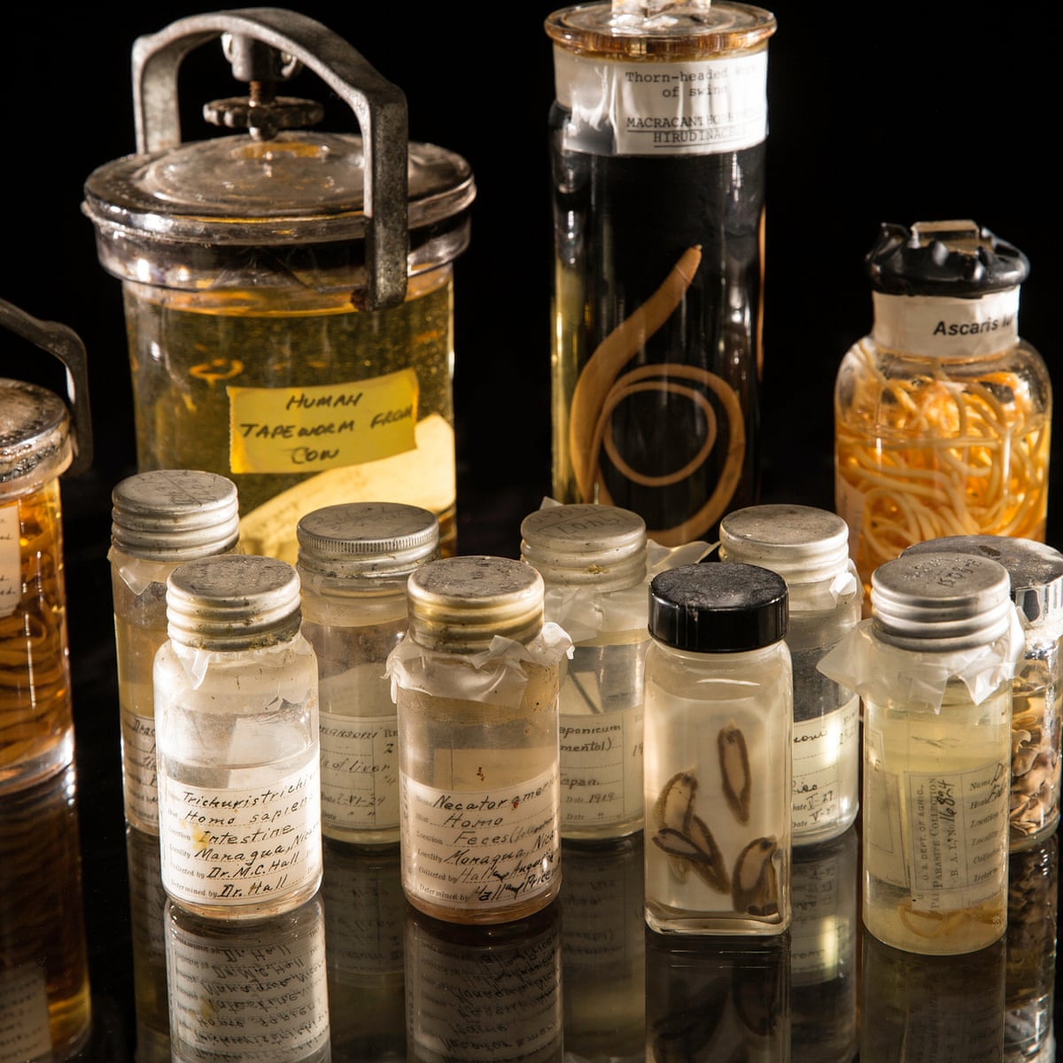 Climate change could wipe out a third of parasite species ...