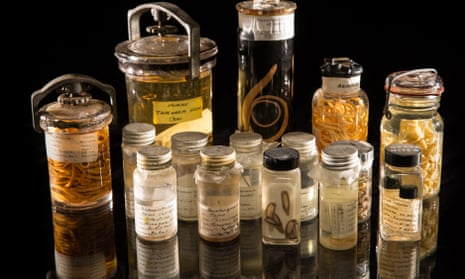 An assortment of specimens from the Smithsonian’s parasite collection.