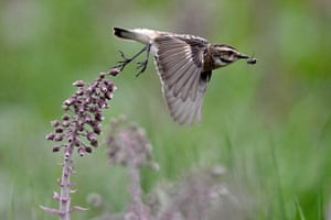 Holubli, Polônia Poklaskwa (Saxicola rubetra) durante a caça de insetos na primavera entre gramíneas