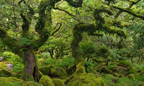 ‘All words miss’ … .stunted oaks in Wistman’s Wood, Dartmoor.