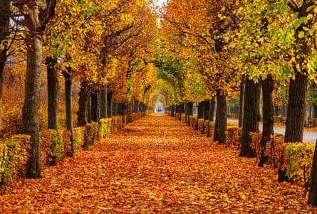 Empty tree avenue covered by foliage in autumn park, Vienna, Austria