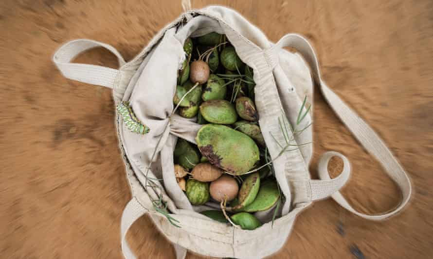 Fruits and tubers gathered by the Ju/'hoansi.
