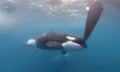 Underwater image of orca next to a boat's rudder