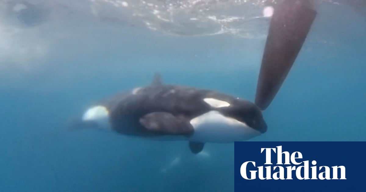 Yacht sinks after latest incident involving orcas in strait of Gibraltar