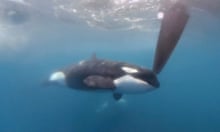orcas kentern yacht